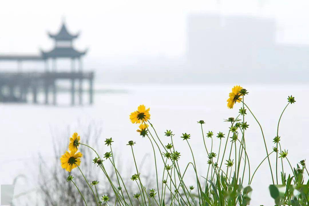 时代背景下的情感交响,夏连翘墨沉篙最新章节