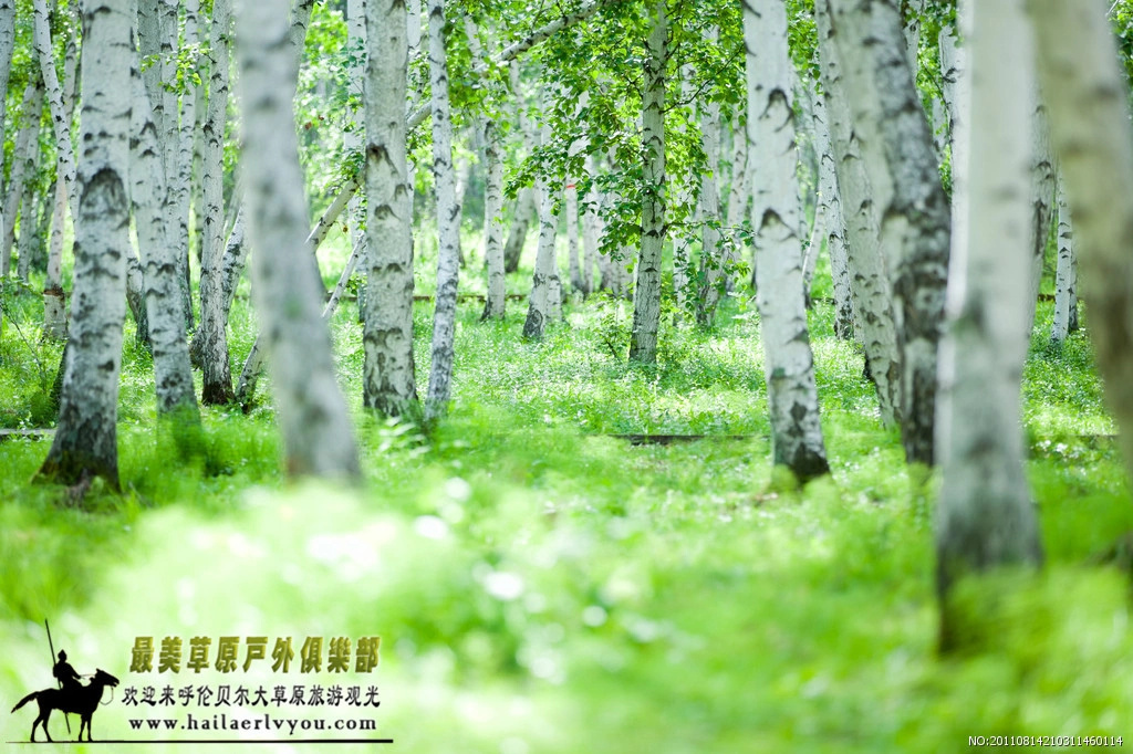 时代背景下的情感交响,夏连翘墨沉篙最新章节