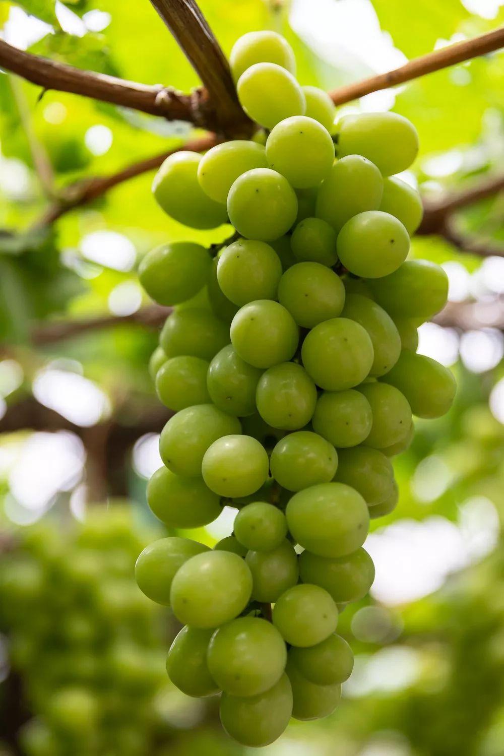 探索未知游戏天堂,最新大型网络游戏隐藏在小巷中的瑰宝