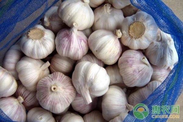 今日大蒜行情概览与深度分析